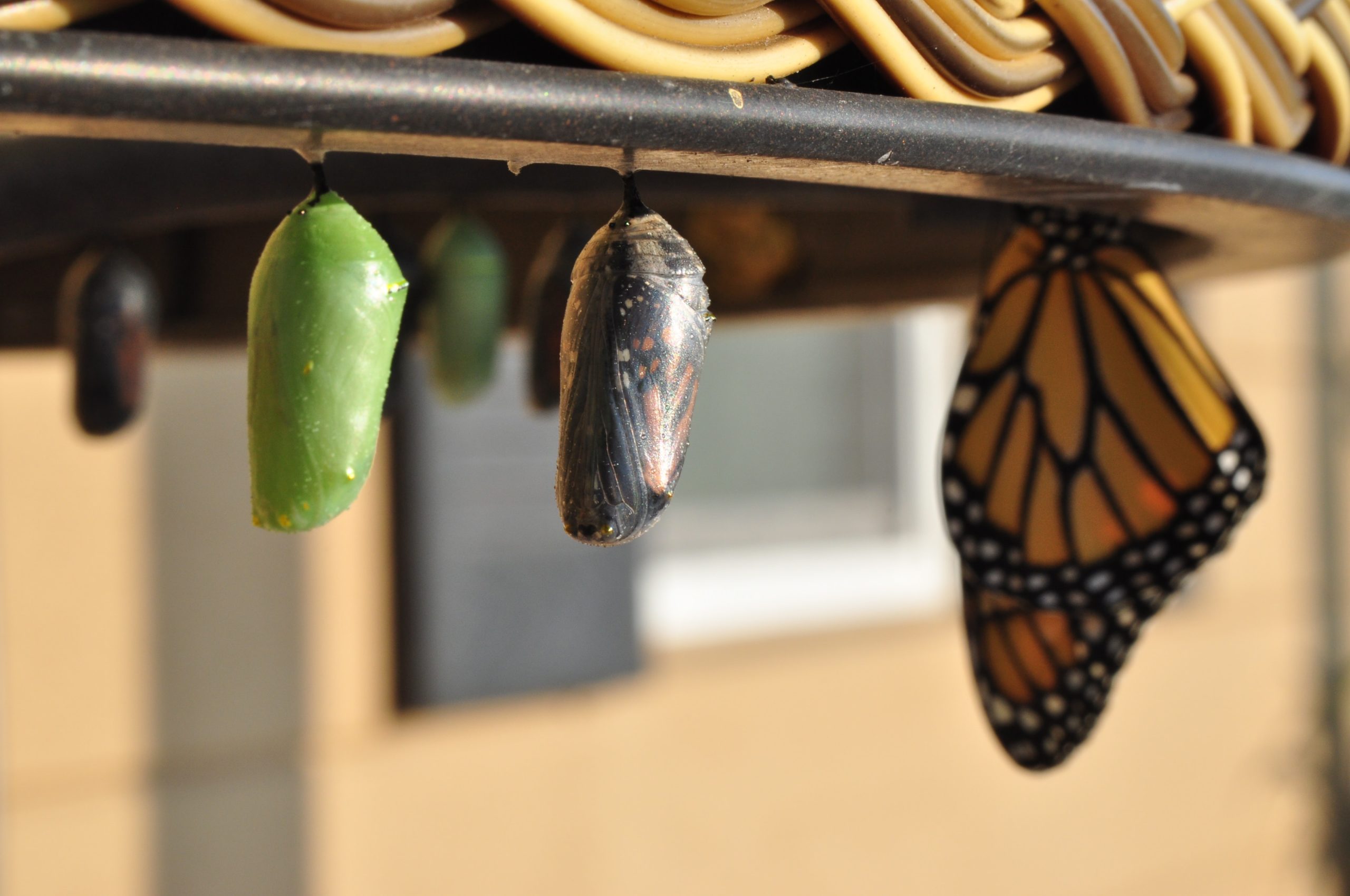 chrysalis turning into a butterfly